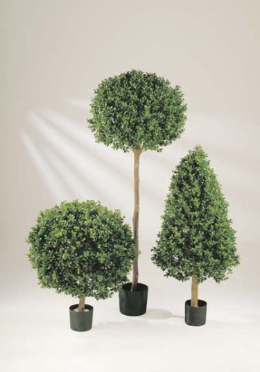 53400 BUXUS