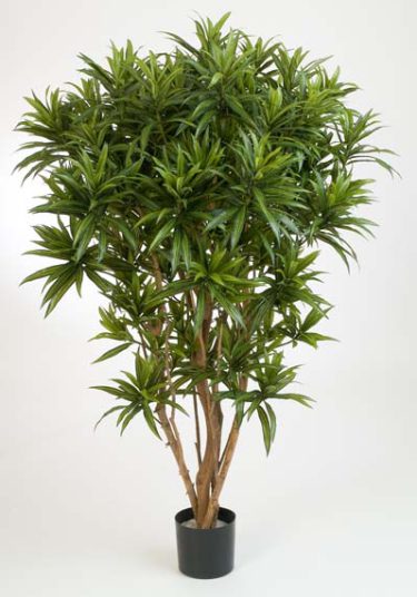 Dracaena