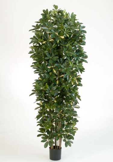 Schefflera künstlich 03